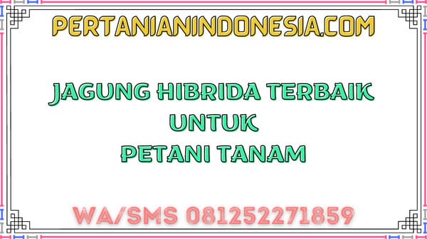 Jagung Hibrida Terbaik Untuk Petani Tanam